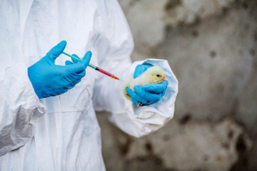 В Нидерландах испытали две вакцины от птичьего гриппа